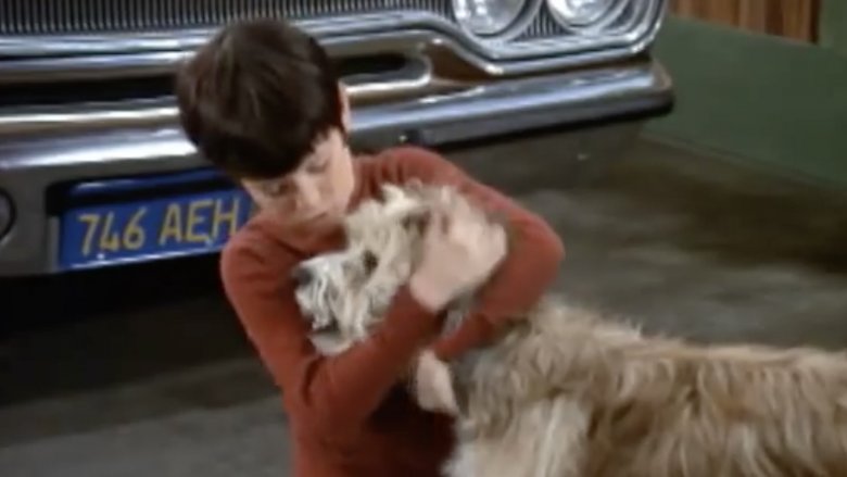 Mike Lookinland y Tiger en The Brady Bunch