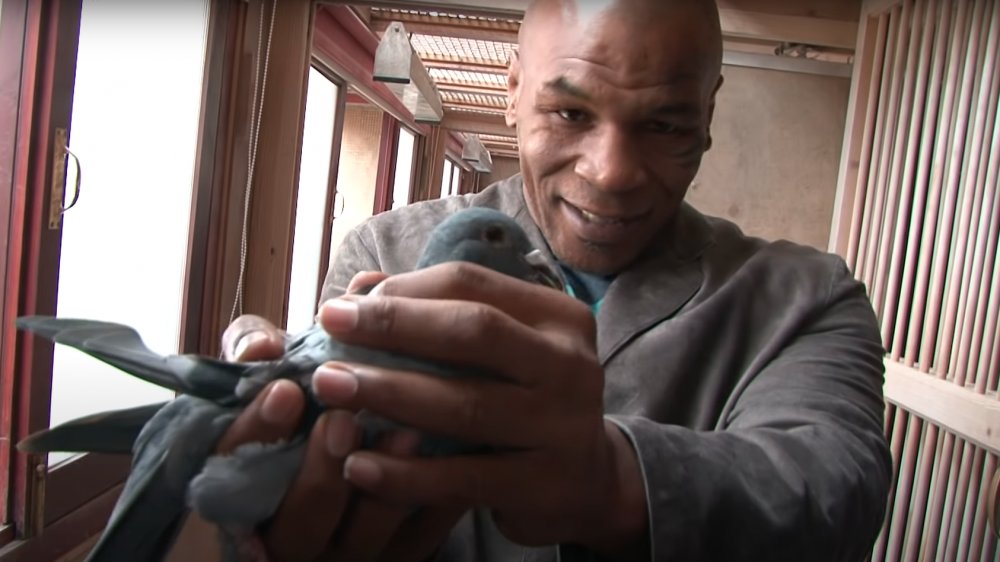 Mike Tyson sosteniendo una paloma 