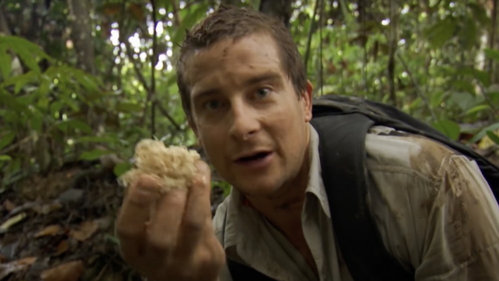 Bear Grylls en la naturaleza